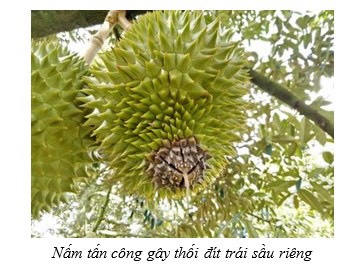 Vua Nấm Bệnh TDC gói 200gr ( Metiram : 55% ; Pyraclostrobin :5% ; Phụ gia : 40% )