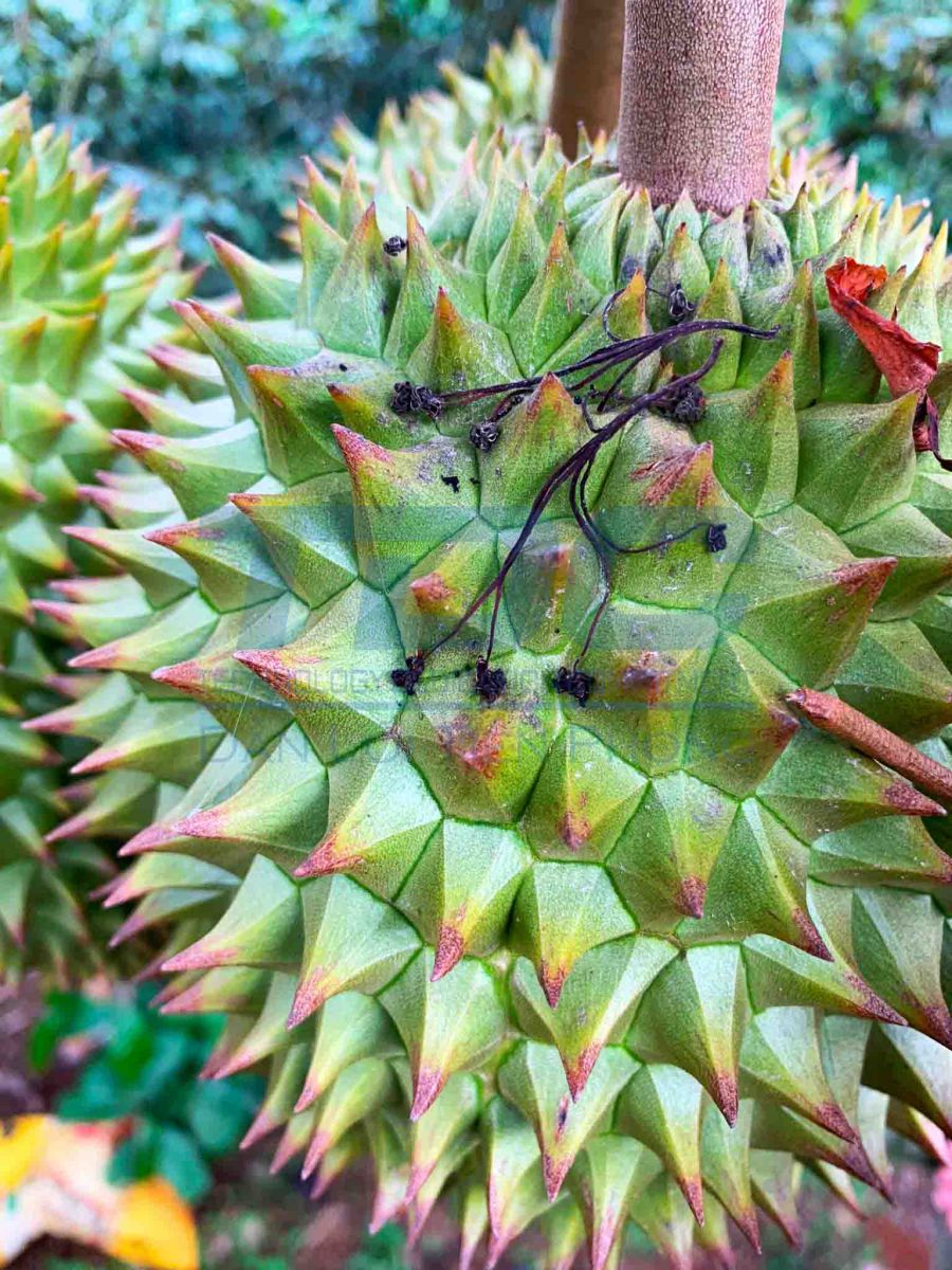 đỏ gai sầu riêng