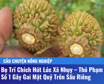 Bọ Trĩ Chích Hút Lúc Xã Nhụy – Thủ Phạm Số 1 Gây Gai Mặt Quỷ Trên Sầu Riêng CÂU CHUYỆN NÔNG NGHIỆP