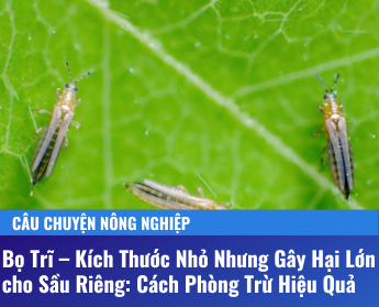 bọ trĩ trên sầu rieng - TDC