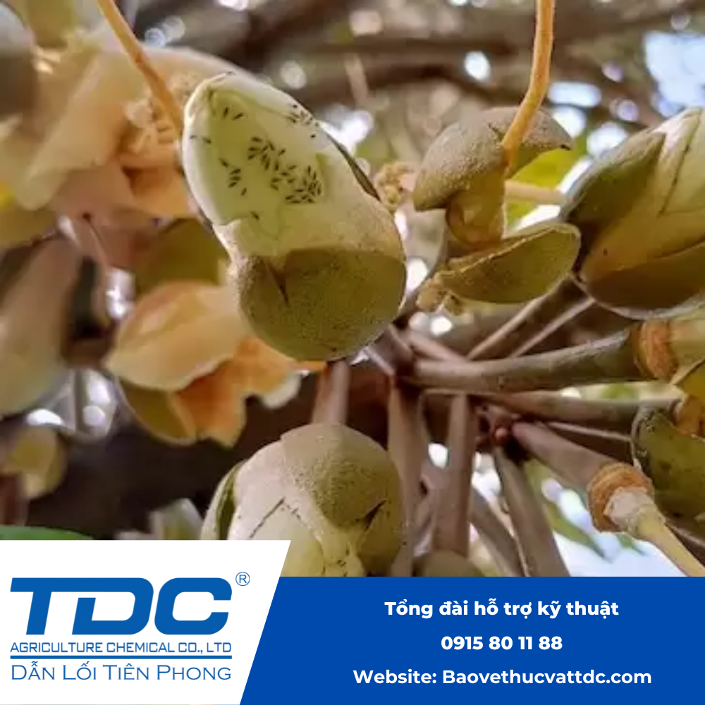 Bệnh bọ trĩ trên hoa sầu riêng