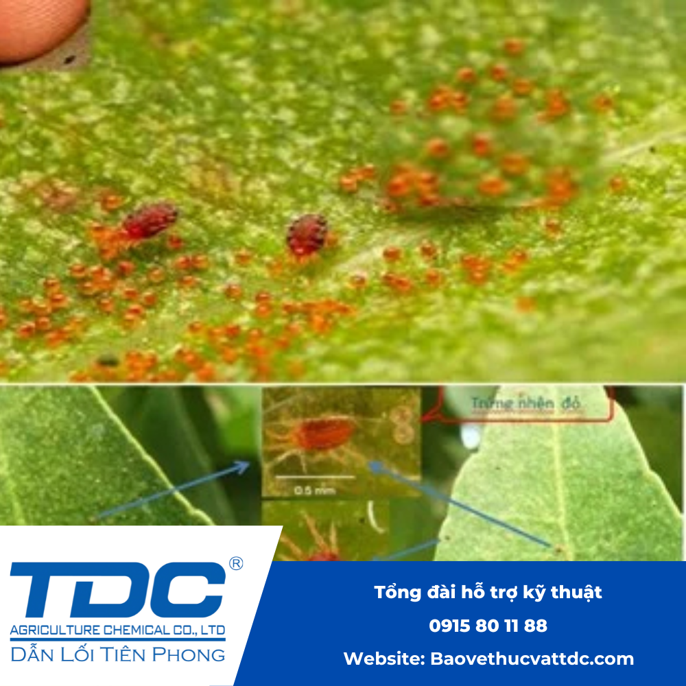 Các loại bệnh thường gặp trên cây sầu riêng