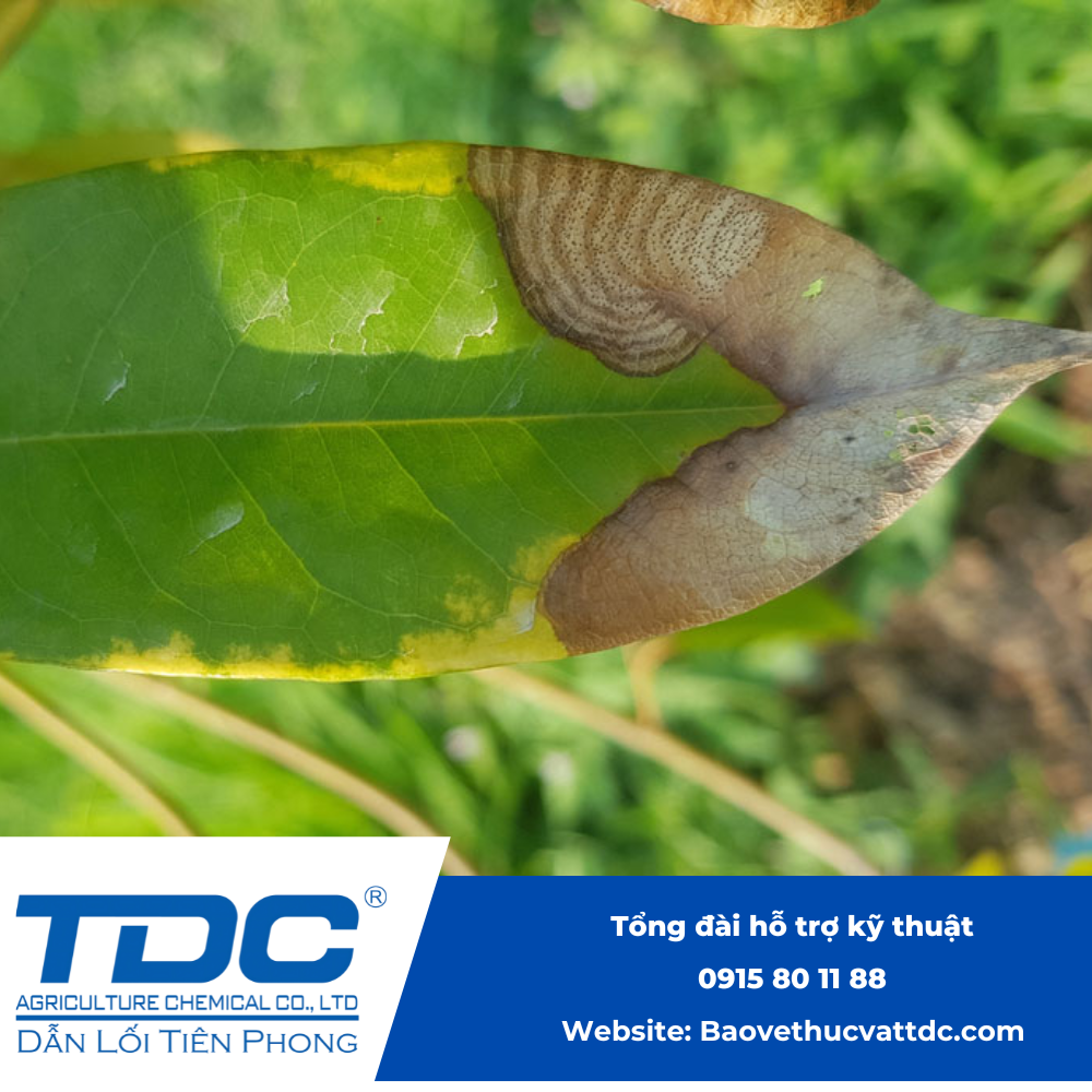Hình ảnh thực tế bệnh thán thư trên lá sầu riêng