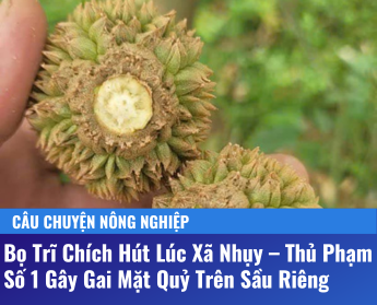 Bọ Trĩ Chích Hút Lúc Xã Nhụy – Thủ Phạm Số 1 Gây Gai Mặt Quỷ Trên Sầu Riêng 