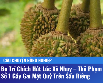 Bọ Trĩ Chích Hút Lúc Xã Nhụy – Thủ Phạm Số 1 Gây Gai Mặt Quỷ Trên Sầu Riêng CÂU CHUYỆN NÔNG NGHIỆP