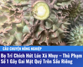 Bọ Trĩ Chích Hút Lúc Xã Nhụy – Thủ Phạm Số 1 Gây Gai Mặt Quỷ Trên Sầu Riêng 