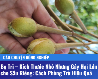 bọ trĩ trên sầu rieng - TDC