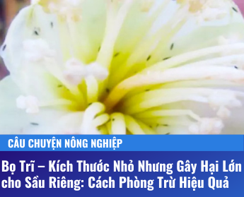 Bọ trĩ, phòng trừ bọ trĩ, bọ trĩ gây hại sầu riêng