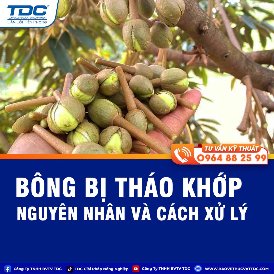 BÔNG SẦU RIÊNG BỊ THÁO KHỚP TDC