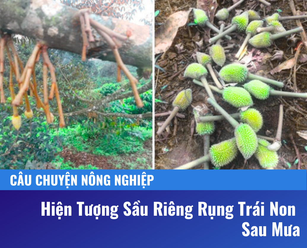 Sầu Riêng Rụng Trái Non Sau Mưa