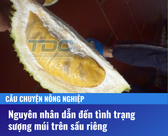 Nguyên nhân dẫn đến hiện tượng sượng múi trên sầu riêng