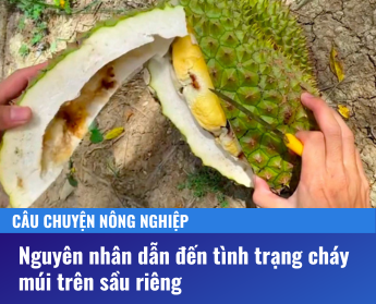 nguyên nhân dẫn đến tình trạng cháy múi trên sầu riêng