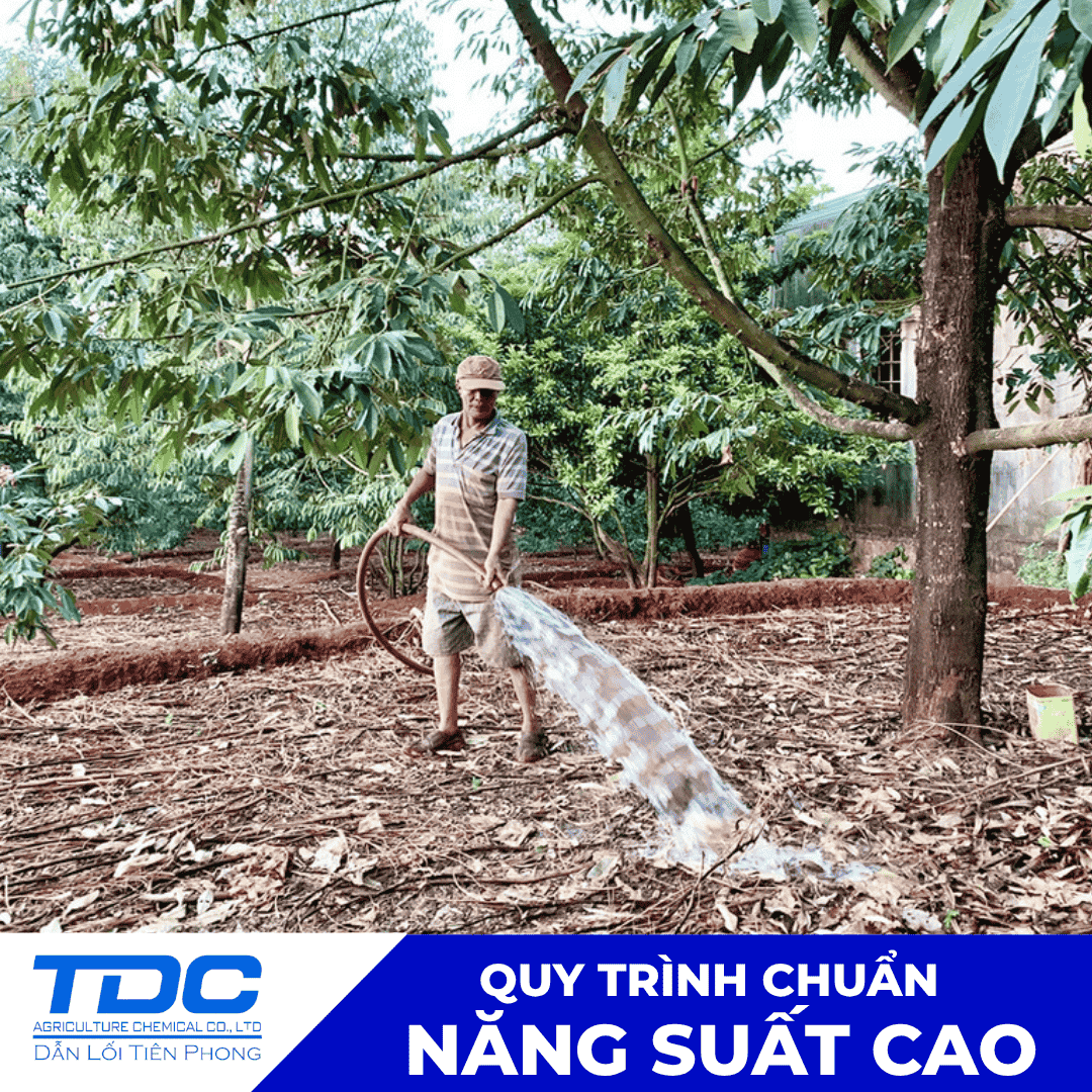 Tưới nhiều nước lúc trái nhỏ có dẫn đến trái dài không?