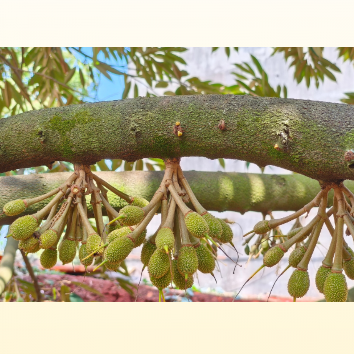 Khi nào mới vào phân cho sầu riêng được