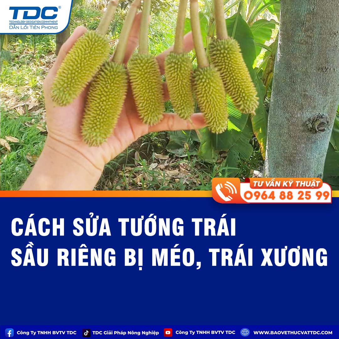 Cách Sửa Tướng Trái Sầu Riêng Bị Méo, Trái Xương TDC