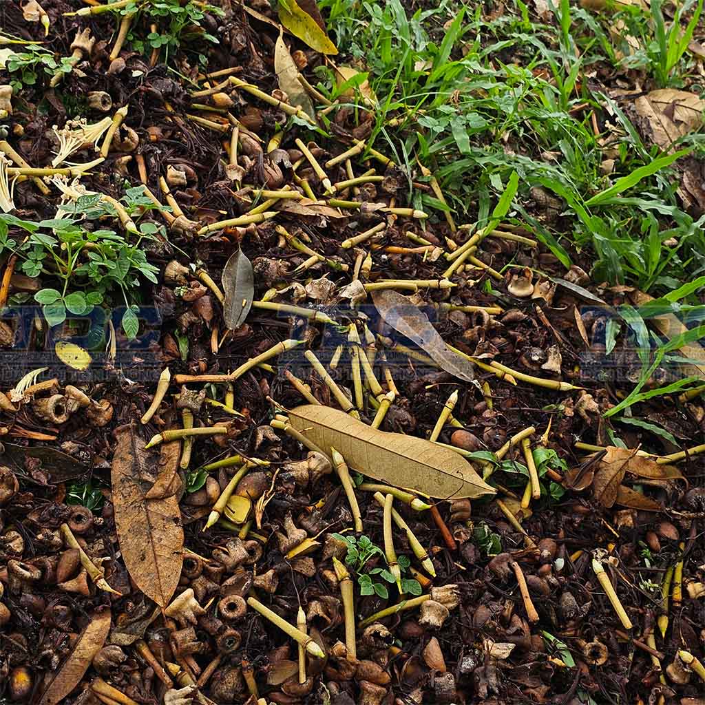 Trái non rụng hàng loạt sau cơn mưa