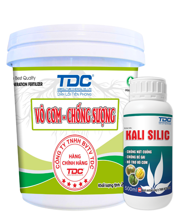 Kết Hợp “Tưới Gốc, Phun Trái” Chặn Đứng Hiện Tượng Sượng Cơm Sầu Riêng tố sinh lý phức tạp.