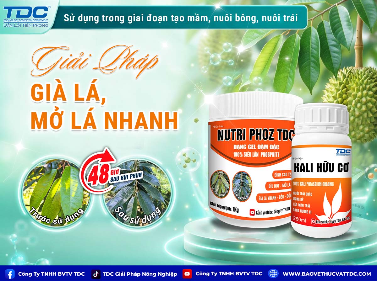 bộ đôi mở lá già lá tdc