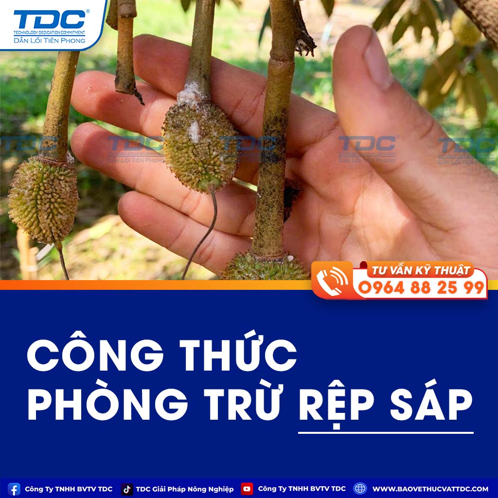 phòng trừ rệp sáp tdc