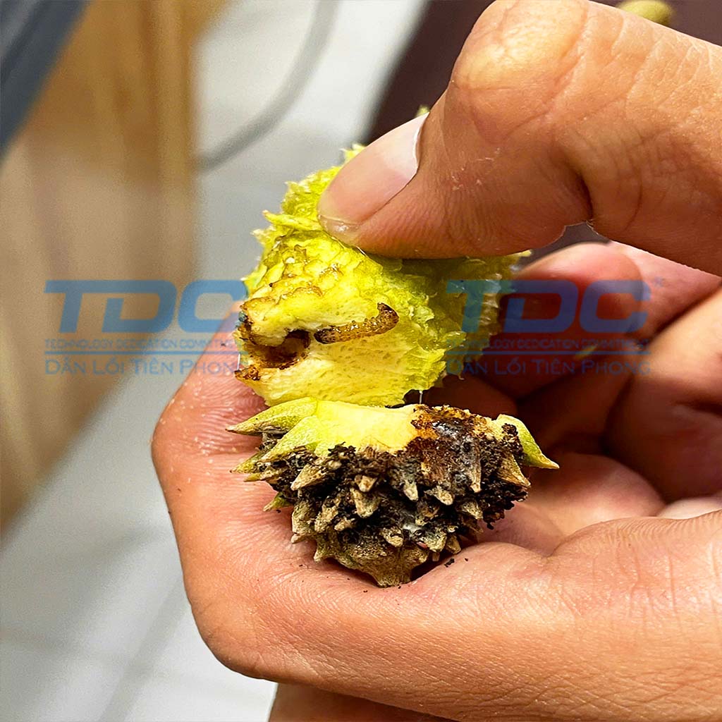 sâu đục trái sầu riêng