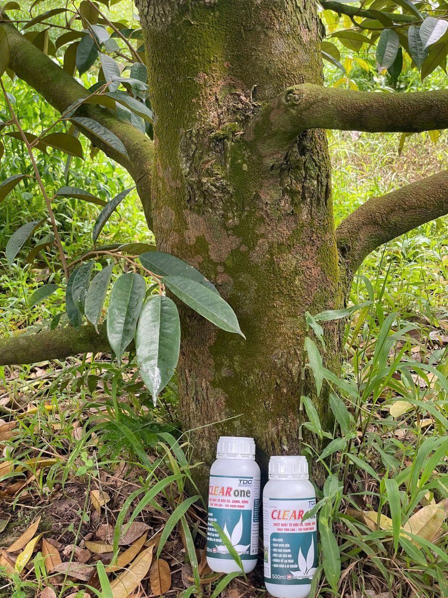 Trước khi sử Clear One