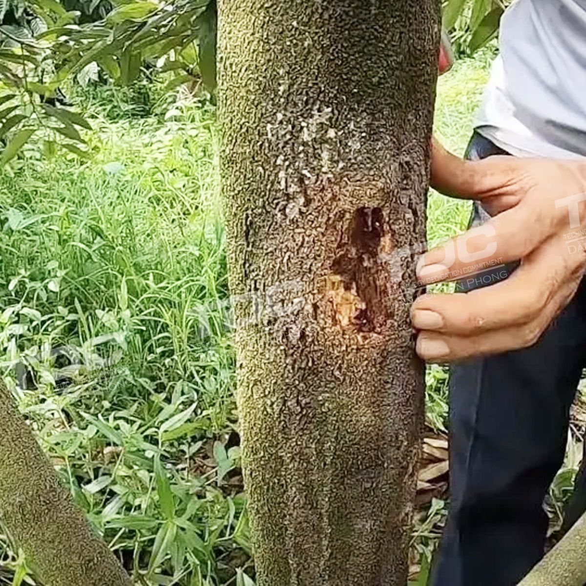 xì mũ sầu riêng